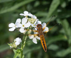 Image of Blue Chaser