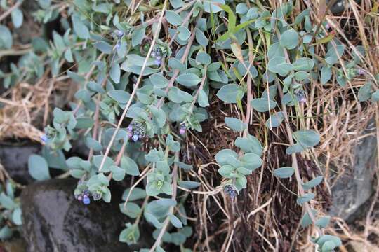 Image of oysterleaf