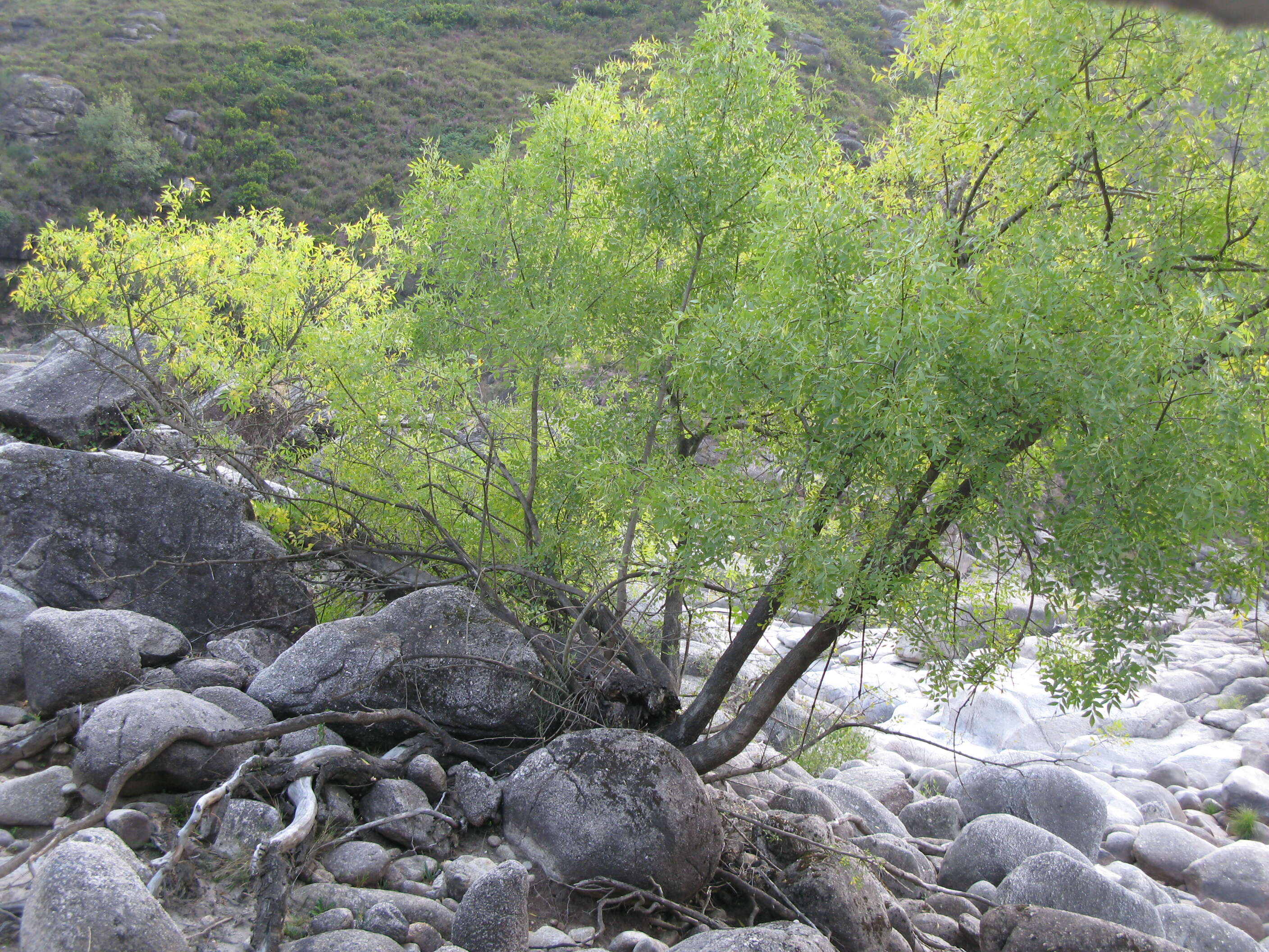 Image of Narrow-leafed Ash