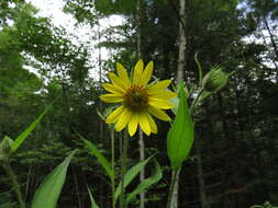 Image of giant sunflower