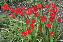 Image of orange wild tulip