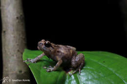 Image de Cophixalus australis Hoskin 2012