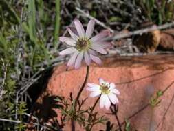 Image of tuber anemone