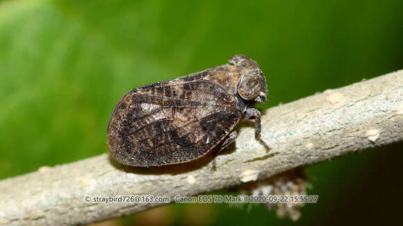 Image of Dentatissus brachys Chen, Zhang & Chang 2014