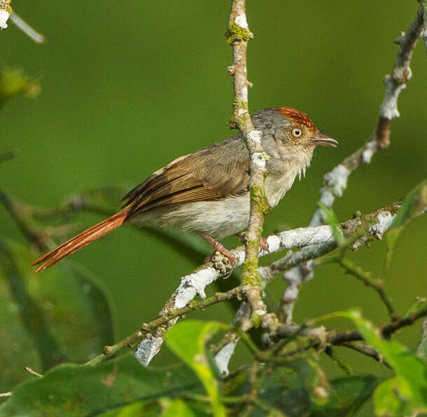 Erythrocercus mccallii (Cassin 1855)的圖片