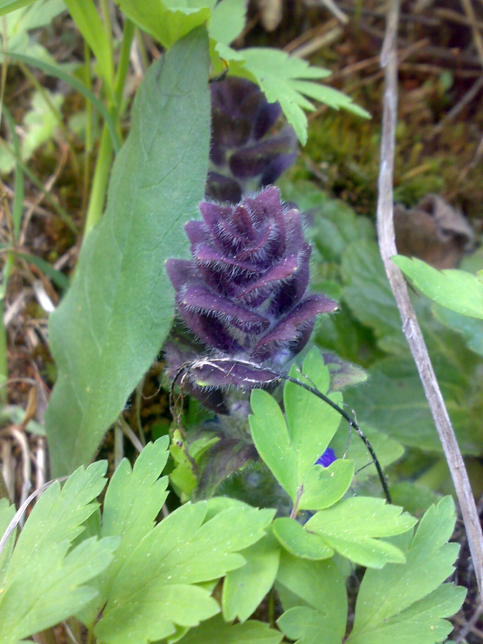 Image of Pyramidal Bugle