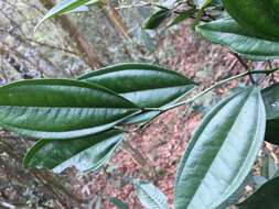 Image of laurel-leaf snailseed