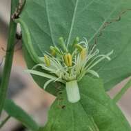 Image of Passiflora henryi Hemsl.