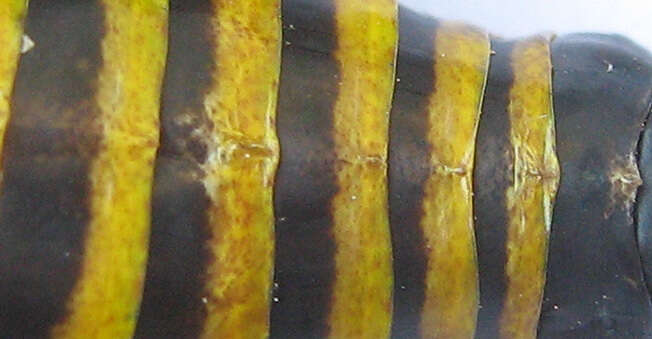 Image of Cymatomera