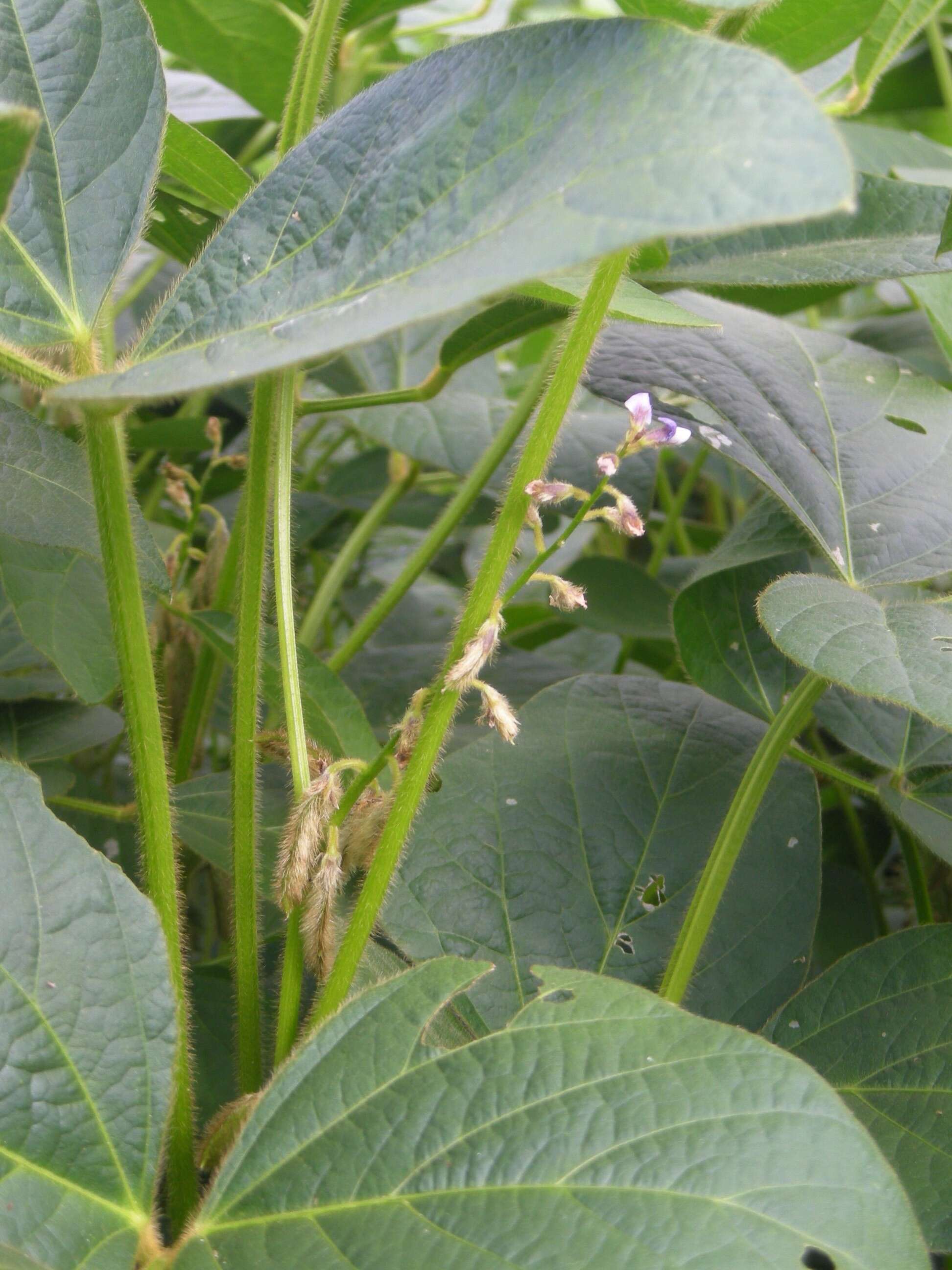 Image of soybean