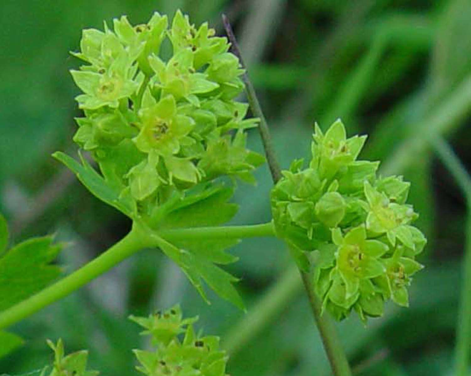 Image of smooth lady's mantle