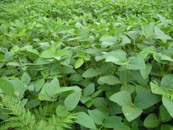 Image of soybean