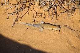 Image of Golden Fringe-fingered Lizard