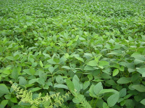 Image of soybean