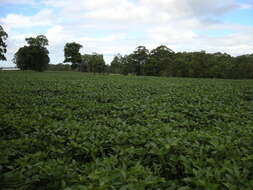 Image of soybean