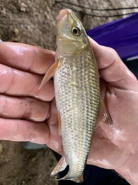 Image of Blacktail Redhorse