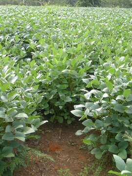 Image of soybean