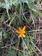 Image of Crocus olivieri subsp. istanbulensis B. Mathew