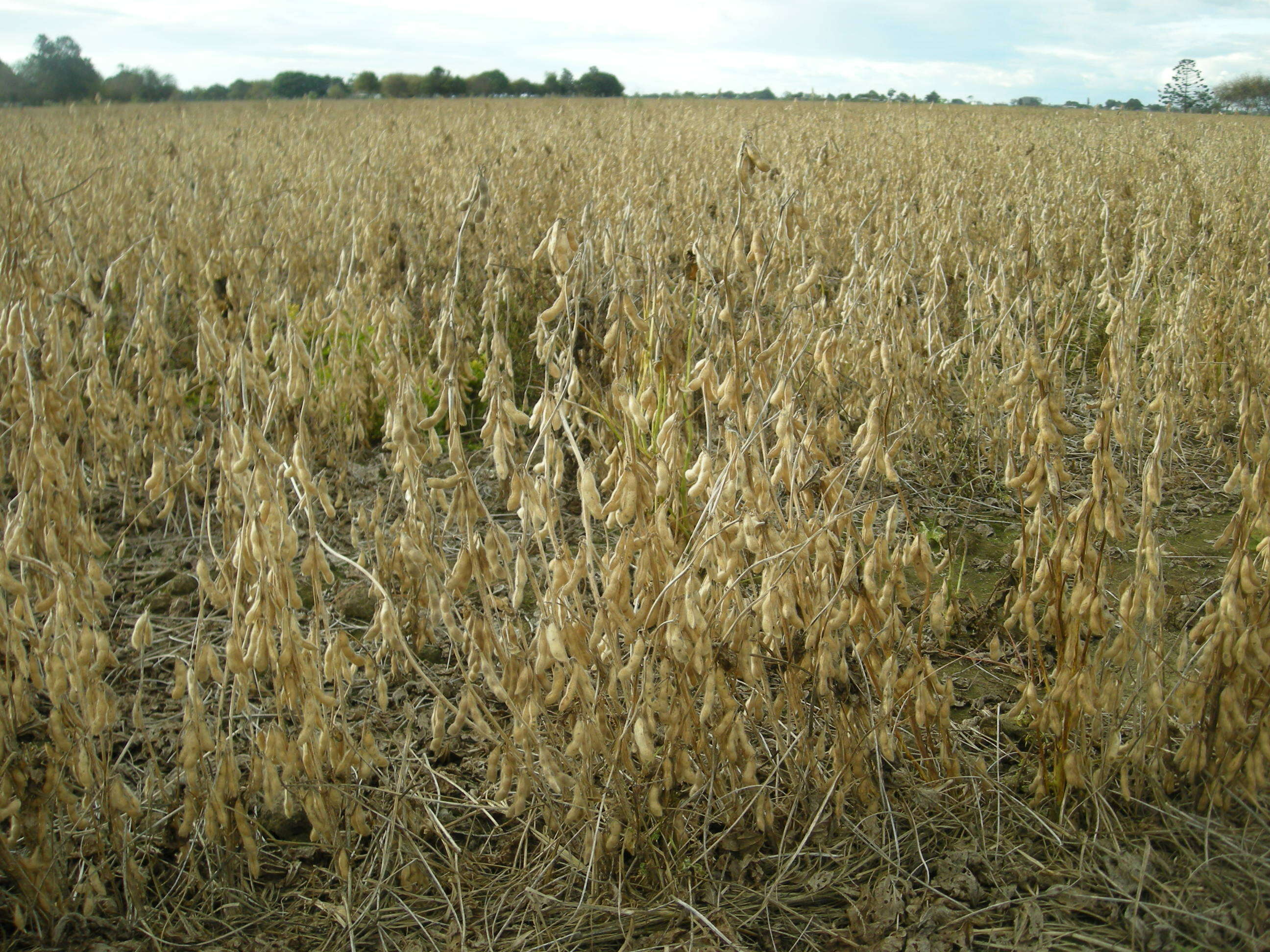 Image of soybean