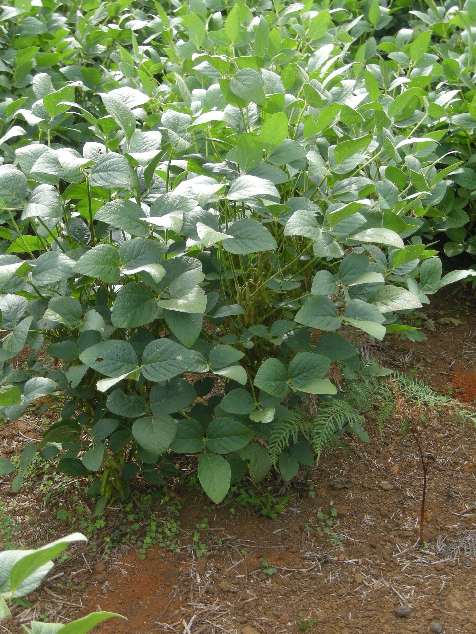 Image of soybean