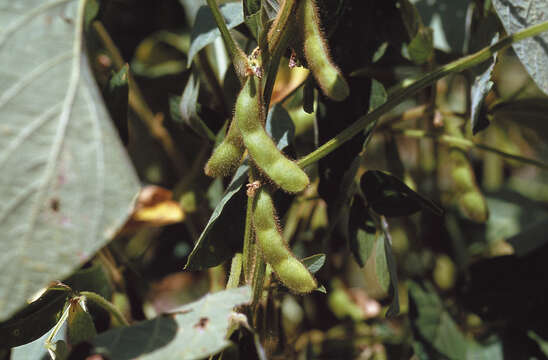 Image of soybean