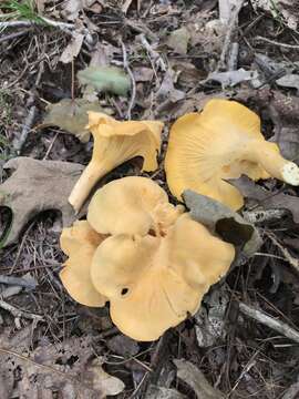 Image of Cantharellus flavolateritius Buyck & V. Hofst. 2016