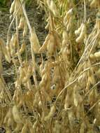 Image of soybean