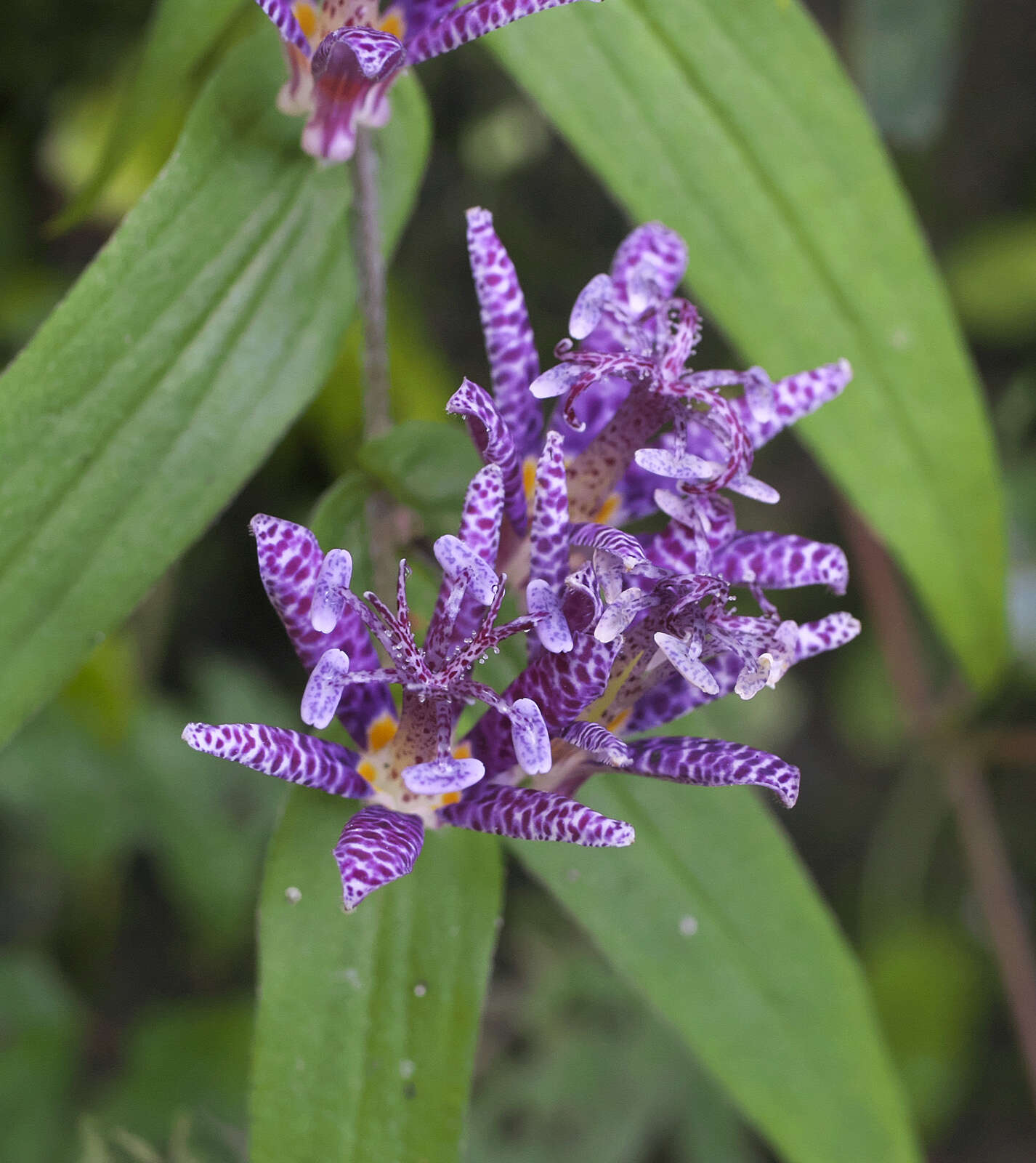 Image of toad lily