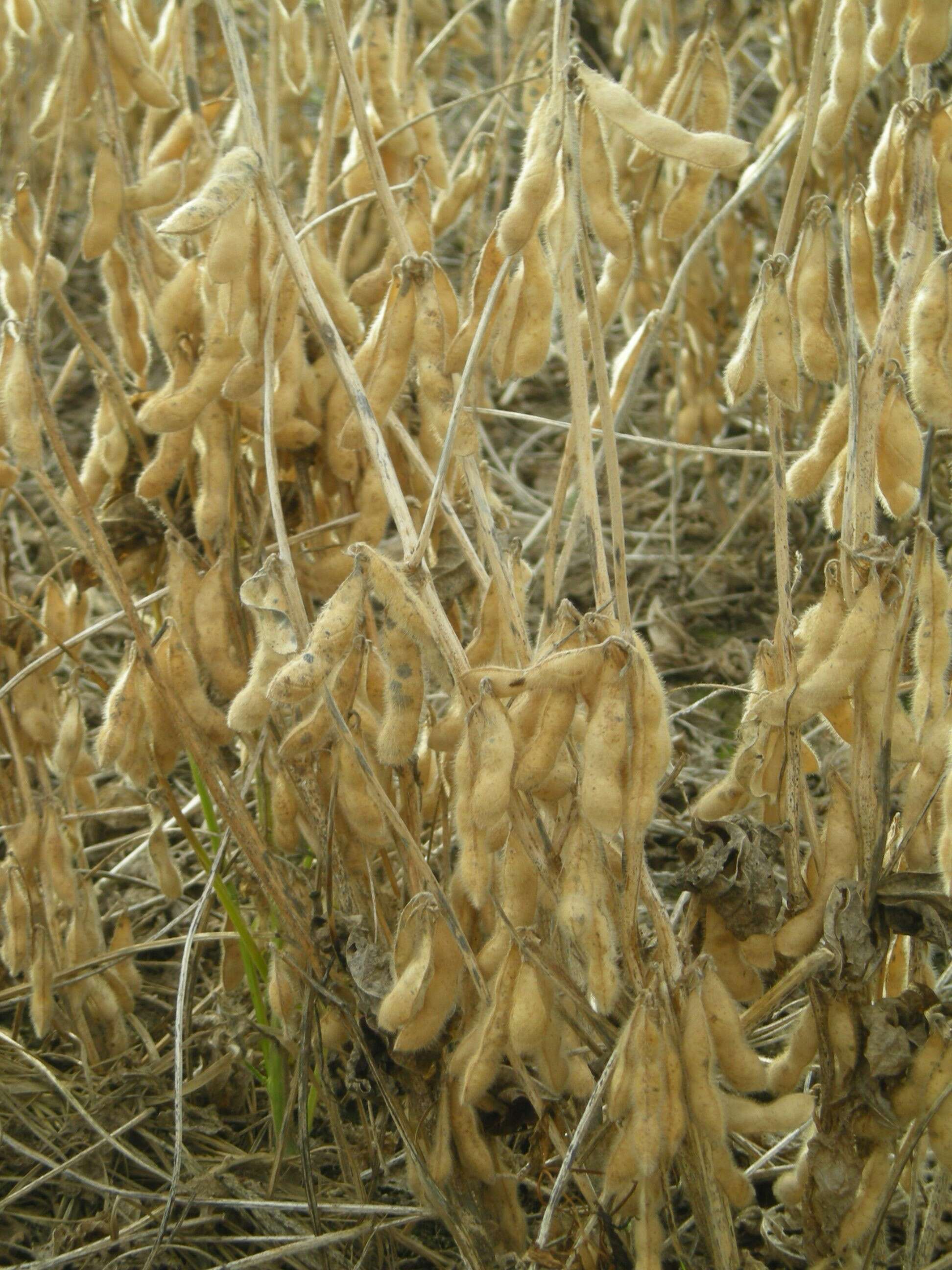 Image of soybean