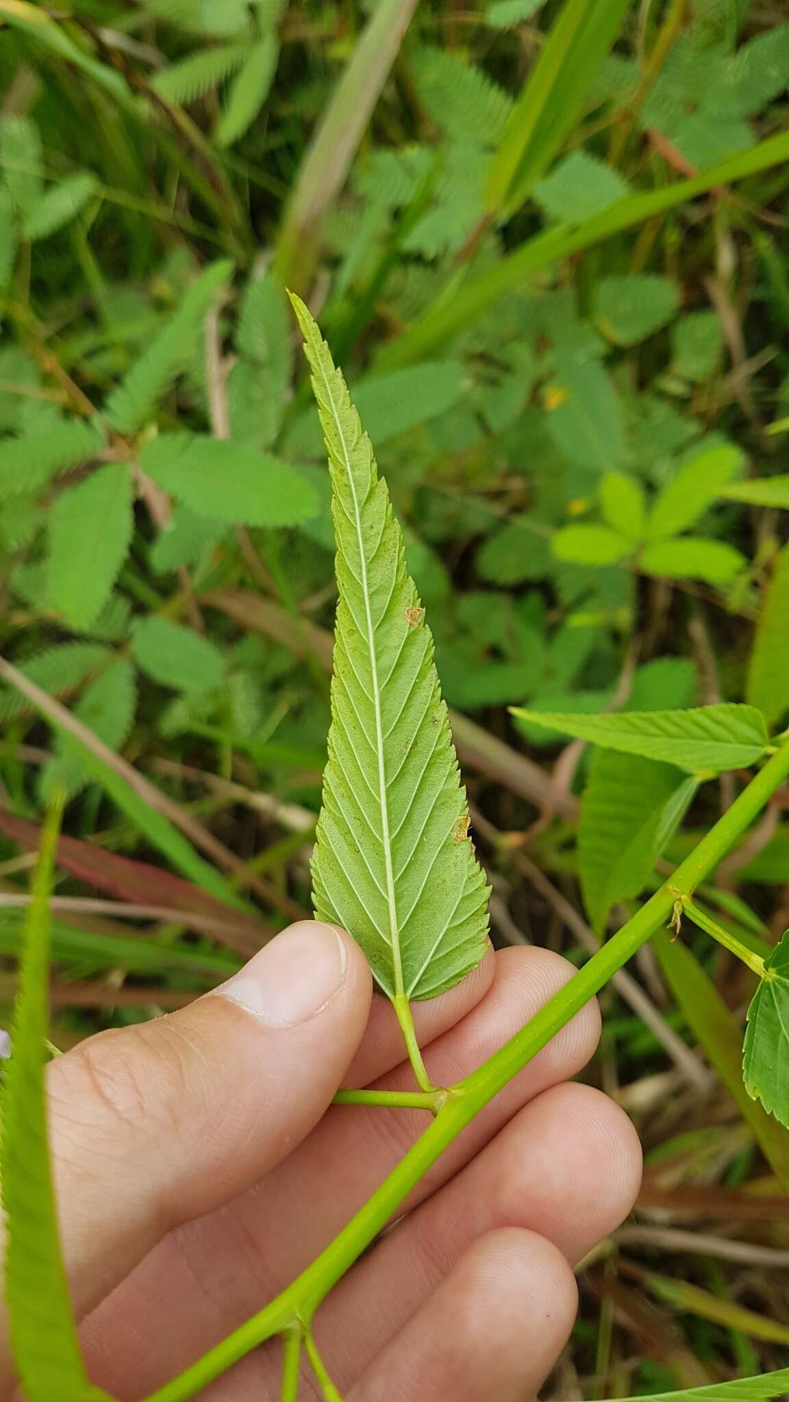 Image of Melochia lanceolata Benth.