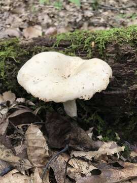 Image de Lactarius subplinthogalus Coker 1918