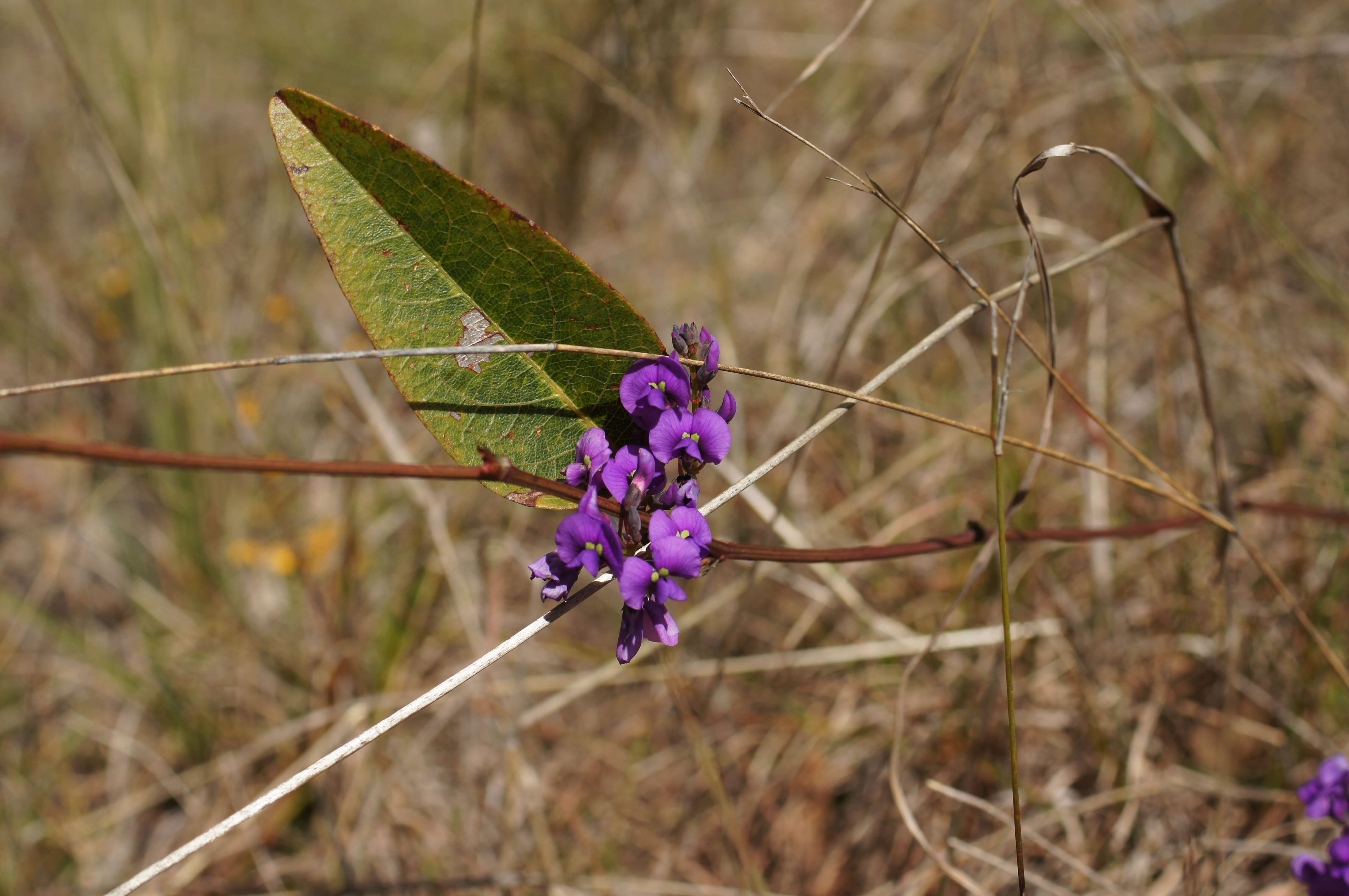 Image of coral-pea