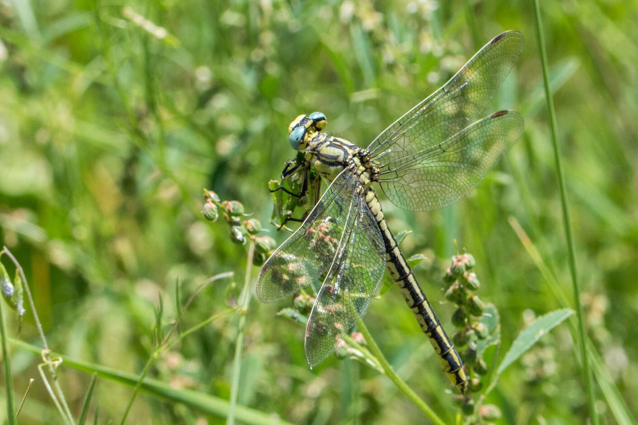 صورة Gomphus simillimus Selys 1840