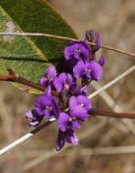 Image of coral-pea