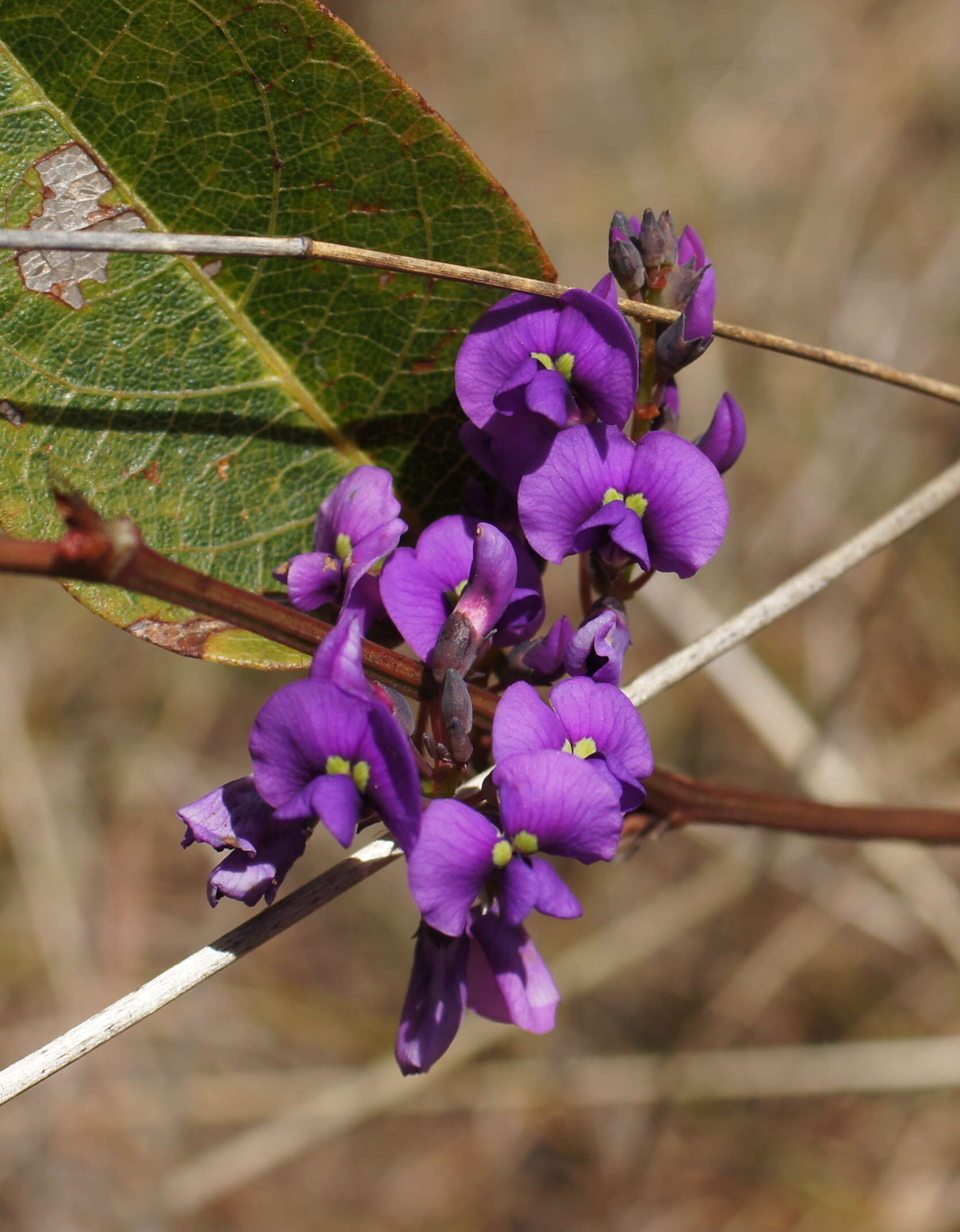 Image of coral-pea