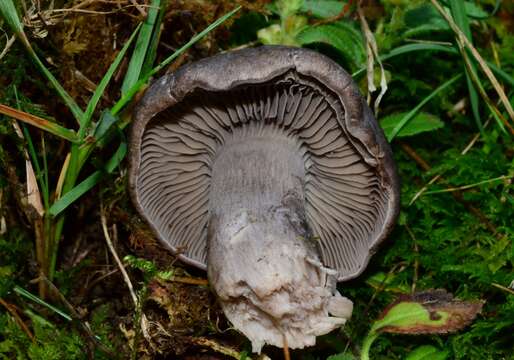 Image of Pseudotricholoma umbrosum (A. H. Sm. & M. B. Walters) Sánchez-García & Matheny 2014