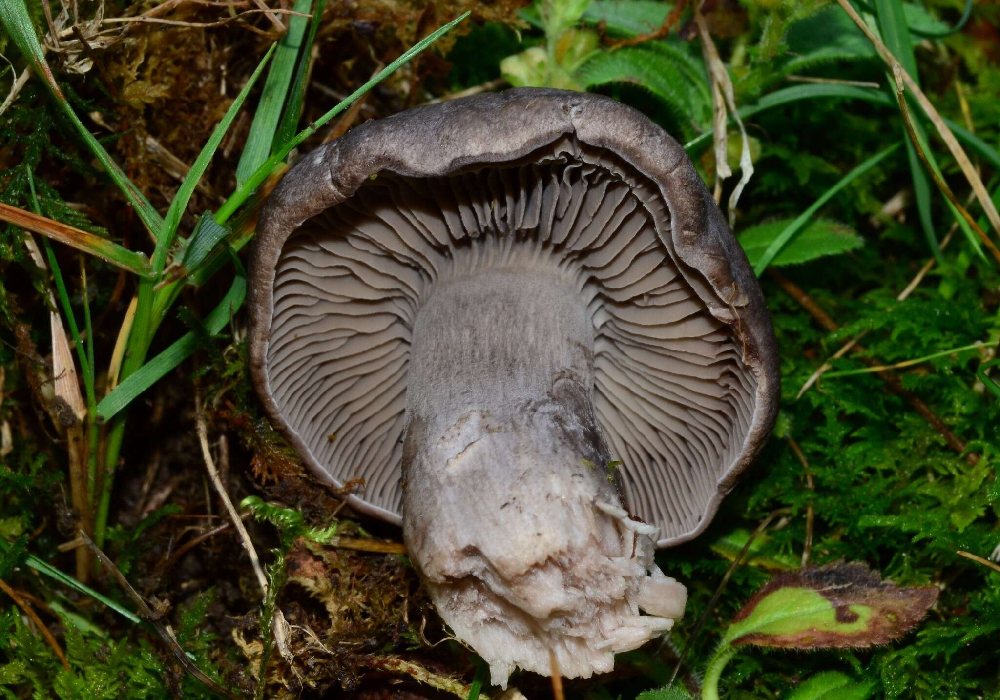 Imagem de Pseudotricholoma umbrosum (A. H. Sm. & M. B. Walters) Sánchez-García & Matheny 2014