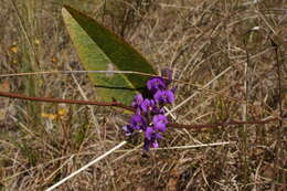 Hardenbergia violacea (Schneev.) Stearn resmi