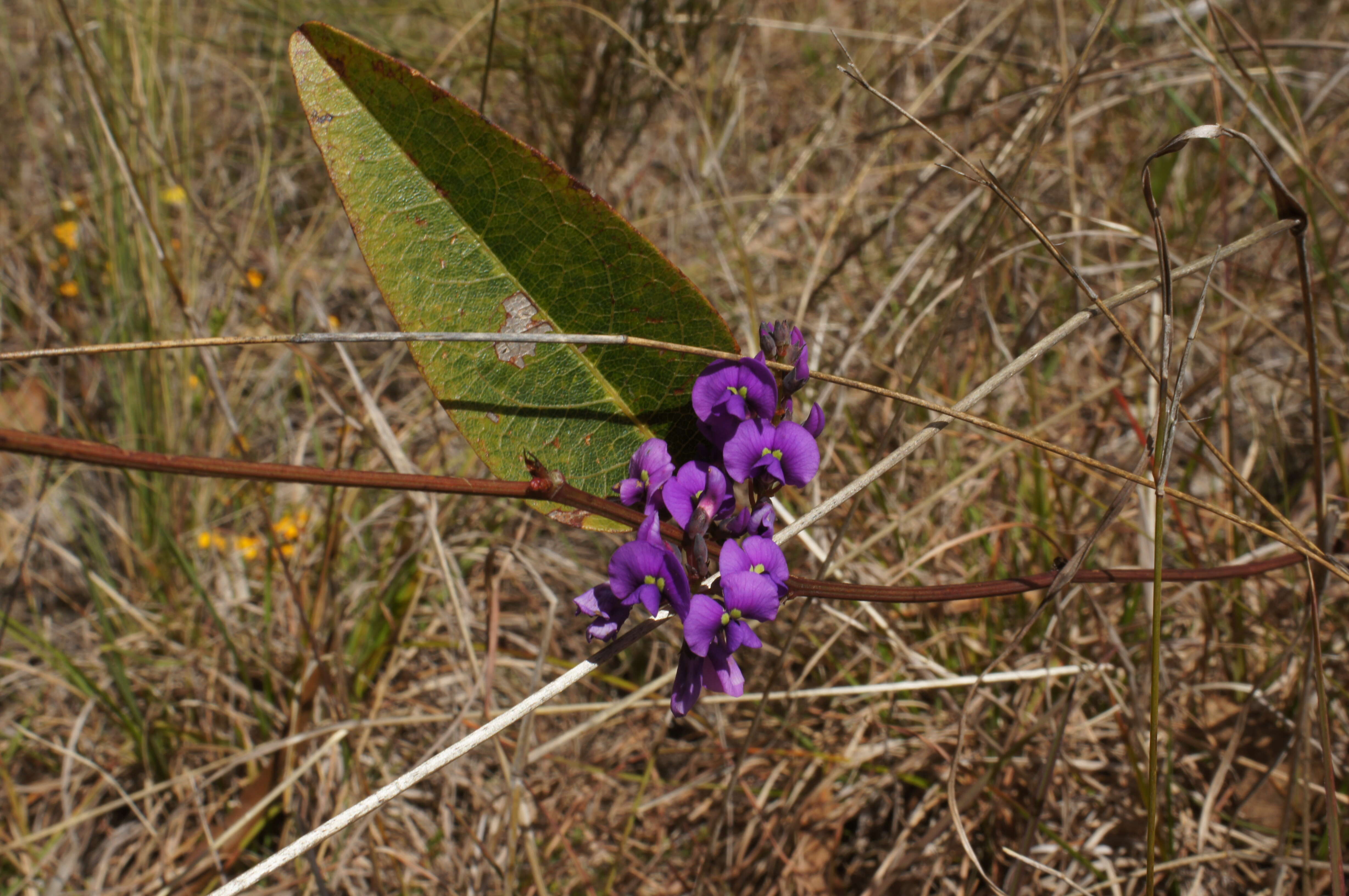 Hardenbergia violacea (Schneev.) Stearn resmi