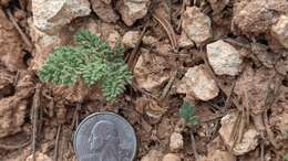 Image of Cedar Breaks springparsley