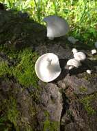 Image of Branched Oyster Mushroom