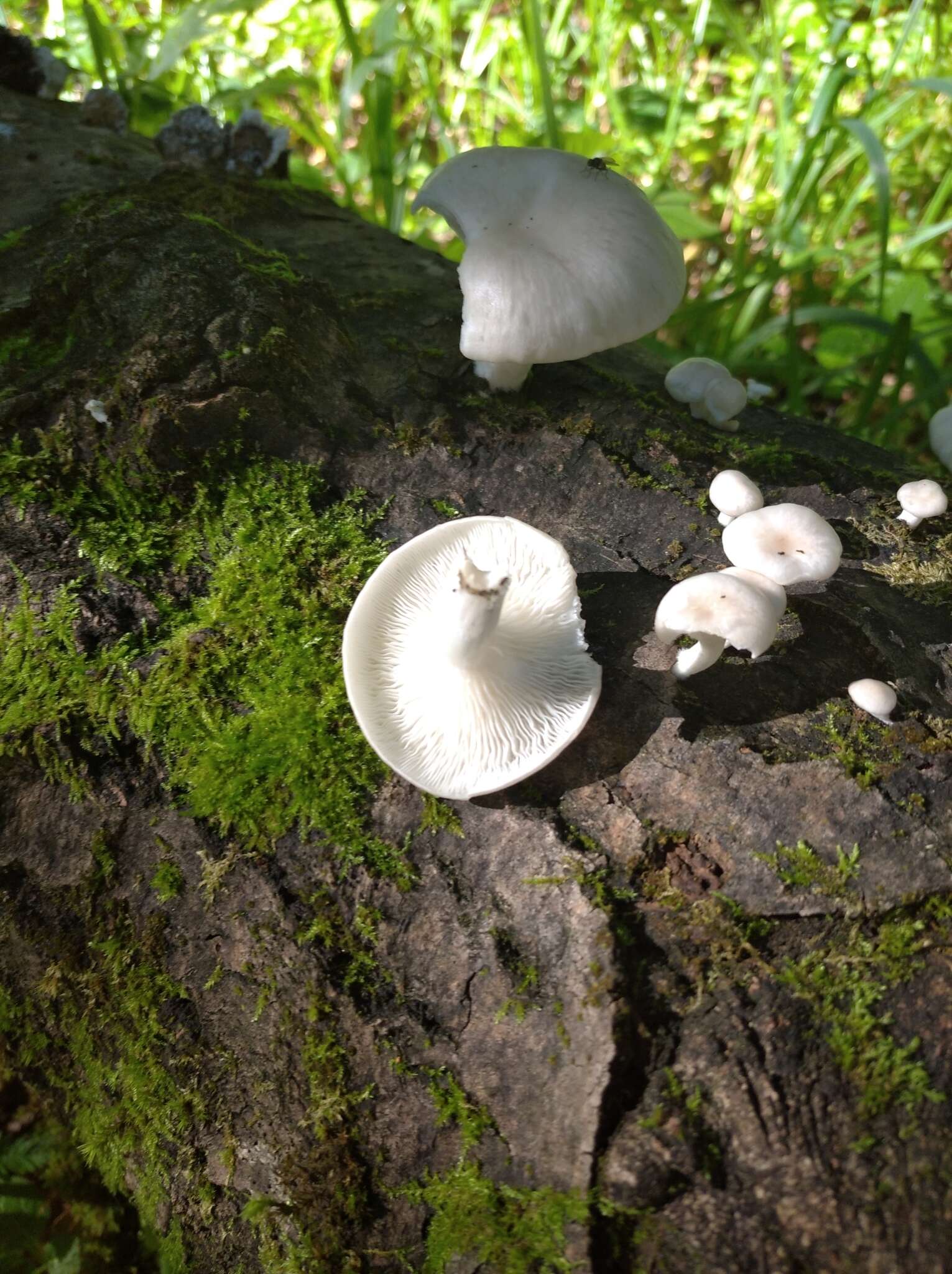 Imagem de Pleurotus cornucopiae (Paulet) Rolland 1910