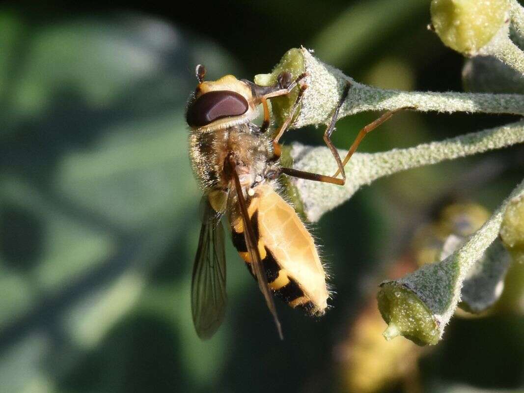 Image de Syrphus torvus Osten Sacken 1875