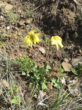 Image of tuberous desert-chicory