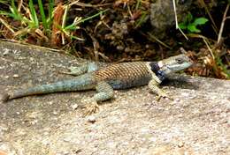 Image de Sceloporus aureolus Smith 1942