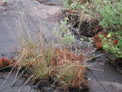 Image of northern bentgrass