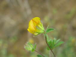 Слика од Lotus subbiflorus Lag.