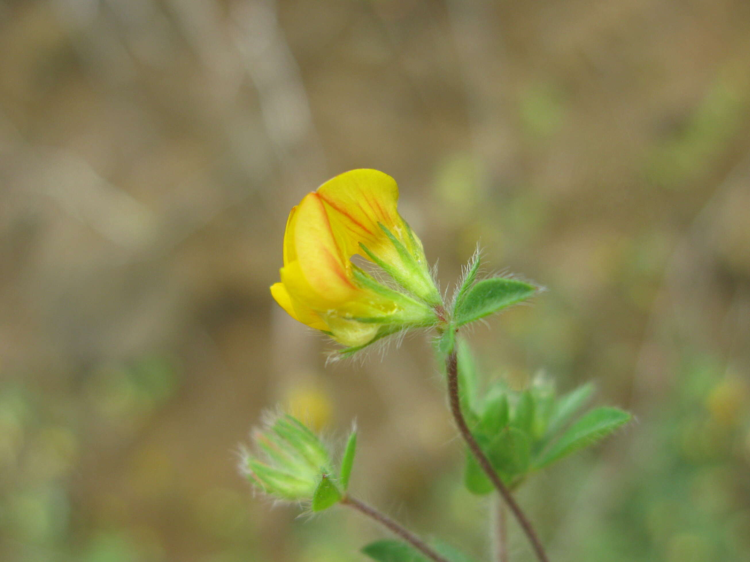 Слика од Lotus subbiflorus Lag.