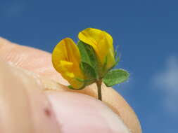 Image of hairy bird's-foot trefoil