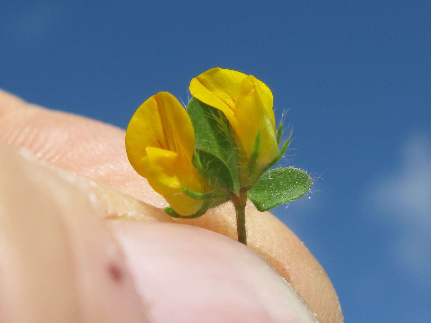 Image of hairy bird's-foot trefoil